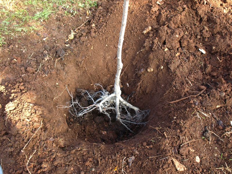 Root Ball and Soil Preparation