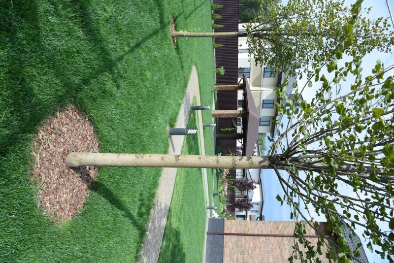 Landscaped Tree Area