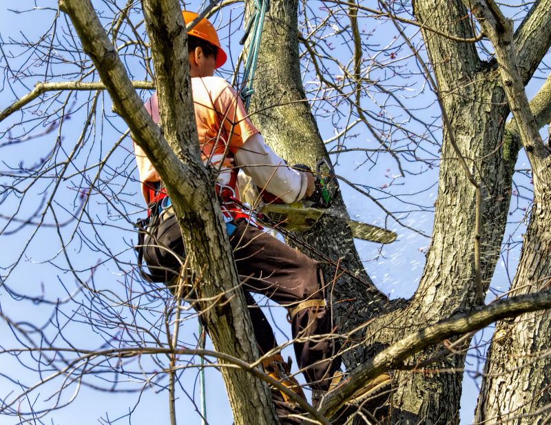 Tree Pruning and Trimming