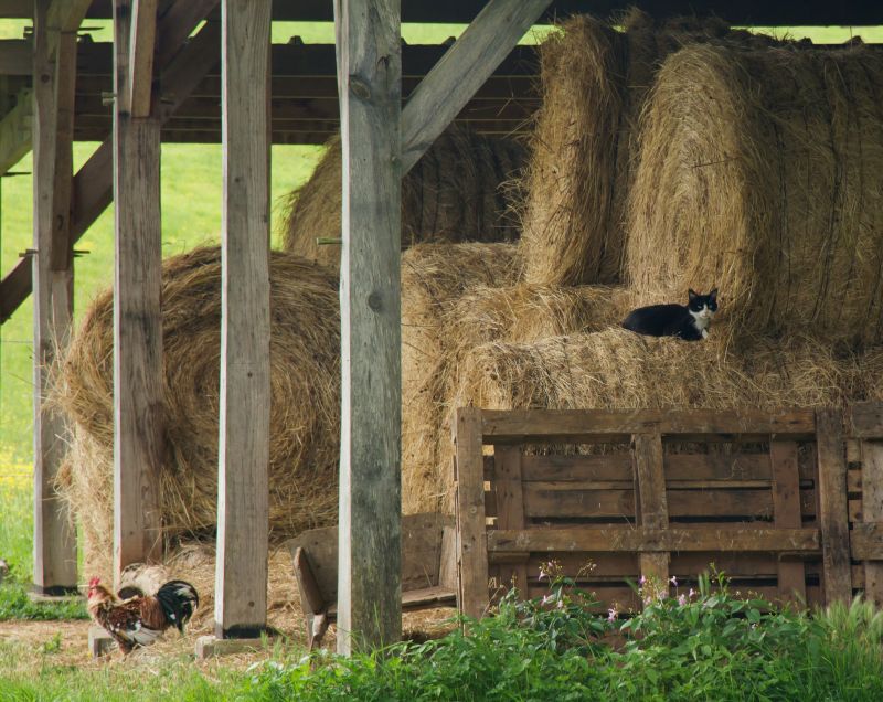 Livestock Barn Construction in Kansas City, KS