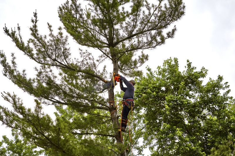 Tree Maintenance Professionals